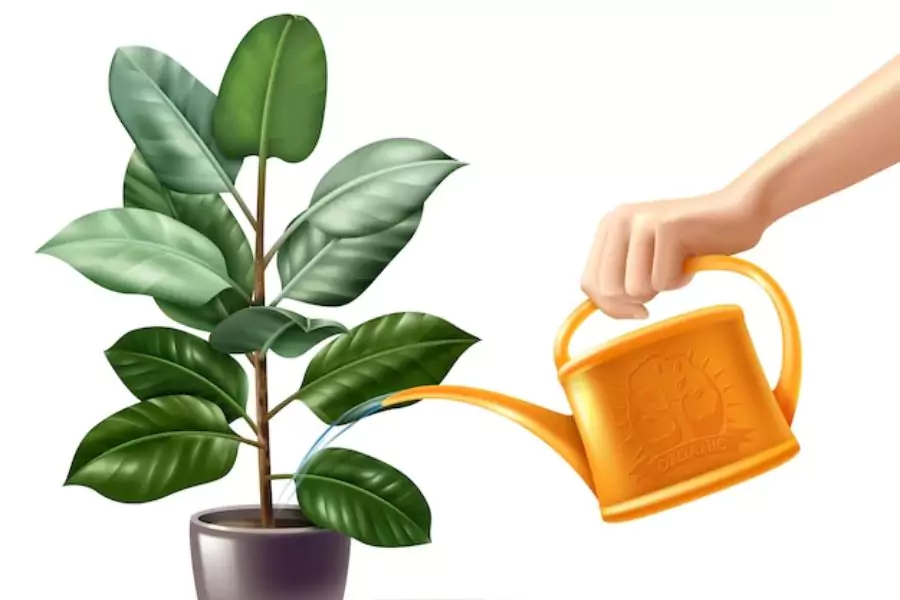 Der ultimative Leitfaden für die Auswahl der perfekten Pflanze für Ihr Zuhause